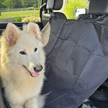 Avtosedež za psa, ki ga je mogoče oprati