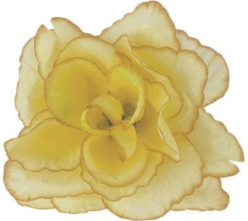 Vrtnice iz blaga - rumene z rjavo obrobo - 24 kosov