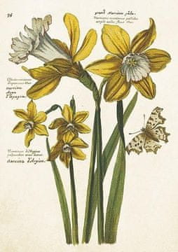 shumee ST484 B6 kartica + kuverta z narcisami