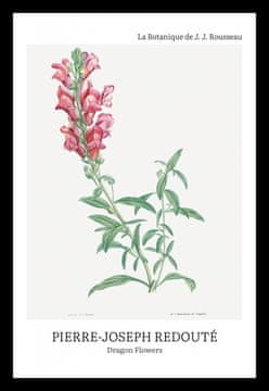 Zakito Posters Plakat 20x30cm Design Dragon Flowers, Redoute Vintage za Dnevno Sobo