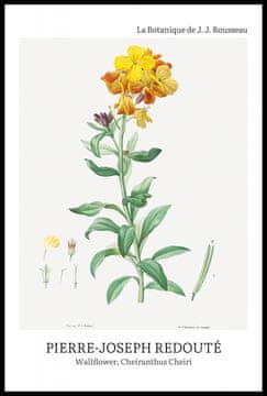 Zakito Posters Plakat 61x91,5cm Design Chearinthus Cheiri, Redoute Vintage za Dnevno Sobo