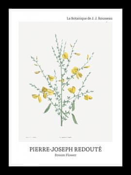 Zakito Posters Plakat 13x18cm Design Broom Flower, Redoute Vintage za Dnevno Sobo