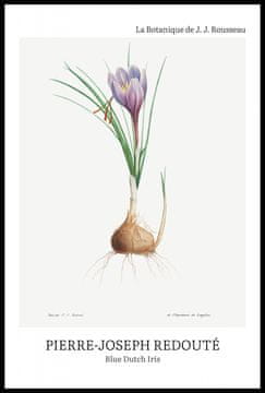 Zakito Posters Plakat 61x91,5cm Oblikovanje Modra Nizozemska Iris, Redoute Vintage za Dnevno Sobo
