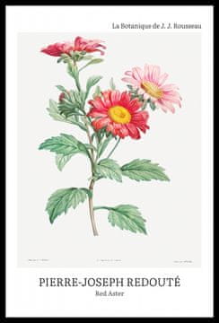 Zakito Posters Plakat 40x60cm Design Rdeči Aster, Redoute Vintage za Dnevno Sobo