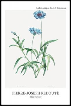 Zakito Posters Plakat 61x91,5cm Oblikovanje Modra Cvetlica, Redoute Vintage za Dnevno Sobo