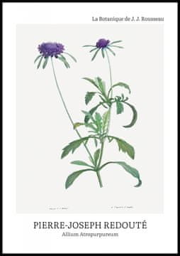 Zakito Posters Plakat 70x100cm Design Allium Atropurpureum, Redoute Vintage za Dnevno Sobo