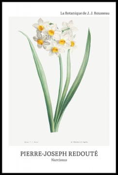Zakito Posters Plakat 61x91,5cm Design Narcissus, Redoute Vintage za Dnevno Sobo