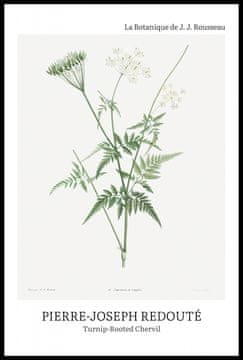 Zakito Posters Plakat 61x91,5cm Oblikovanje Rotted Chervil, Redoute Vintage za Dnevno Sobo