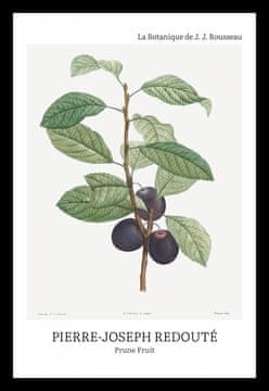 Zakito Posters Plakat 20x30cm Design Sliva, Redoute Vintage za Dnevno Sobo