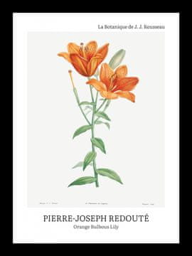 Zakito Posters Plakat 13x18cm Design Bulbous Lily, Redoute Vintage za Dnevno Sobo