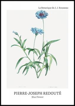 Zakito Posters Plakat 70x100cm Design Modri Cvet, Redoute Vintage za Dnevno Sobo