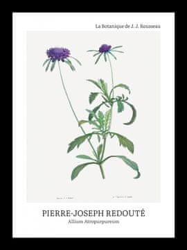 Zakito Posters Plakat 13x18cm Design Allium Atropurpureum, Redoute Vintage za Dnevno Sobo