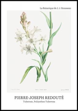 Zakito Posters Plakat 70x100cm Design Polianthes Tuberosa, Redoute Vintage za Dnevno Sobo