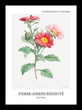 Zakito Posters Plakat 13x18cm Design Rdeči Aster, Redoute Vintage za Dnevno Sobo