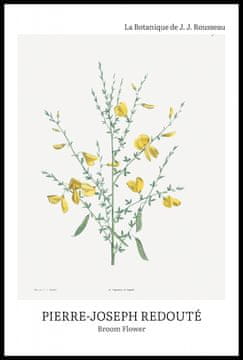 Zakito Posters Plakat 61x91,5cm Oblikovanje Broom Flower, Redoute Vintage za Dnevno Sobo