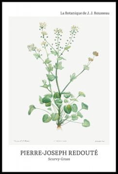 Zakito Posters Plakat 61x91,5cm Design Scurvy-Grass, Redoute Vintage za Dnevno Sobo