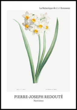 Zakito Posters Plakat 70x100cm Oblikovanje Narcis, Redoute Vintage za Dnevno Sobo