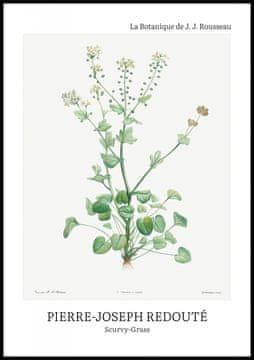 Zakito Posters Plakat 70x100cm Design Scurvy-Grass, Redoute Vintage za Dnevno Sobo