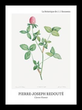 Zakito Posters Plakat 13x18cm Design Clover Flower, Redoute Vintage za Dnevno Sobo