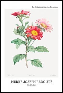 Zakito Posters Plakat 61x91,5cm Design Red Aster, Redoute Vintage za Dnevno Sobo