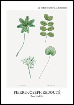 Zakito Posters Plakat 70x100cm Design Drevesni Listi Set, Redoute Vintage za Dnevno Sobo