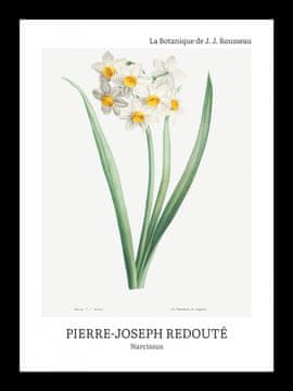 Zakito Posters Plakat 13x18cm Design Narcissus, Redoute Vintage za Dnevno Sobo