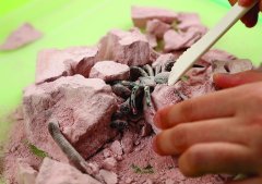 4M KidzLabs Izkopavanje zajedavci