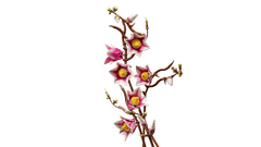 LEGO Botanicals 11510 Vejice magnolije