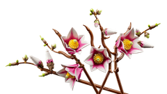 LEGO Botanicals 11510 Vejice magnolije