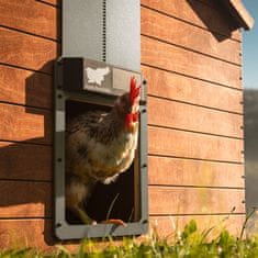 RUN-CHICKEN Solarna avtomatska vrata za kokošnjak Eternal – v sivi barvi (z Bluetooth)