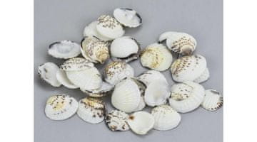 Rayher.	 Školjke, odprte, pisane, 2-3cm, 10dkg