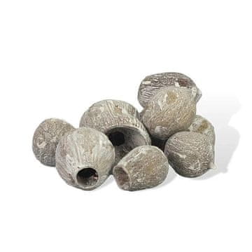 Rayher.	 Plodovi evkaliptusa 1-5cm