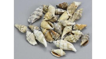 Rayher.	 Školjke klasične, 4-6cm, 10dkg