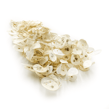 shumee Bela luna - (Lunaria) - Bela - Poljska