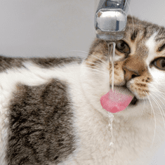 BOT Fontana za hišne ljubljenčke WF1, 4 l