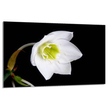 shumee Steklena zaščitna plošča za štedilnik 80x52 Orchidea