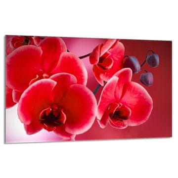 shumee Steklena zaščitna plošča za štedilnik 80x52 Orchidea