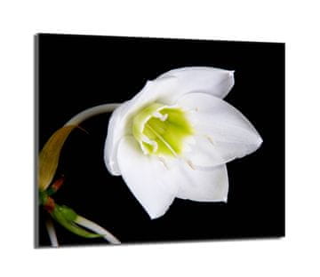 shumee Steklena zaščitna plošča za štedilnik 60x52 Orchidea