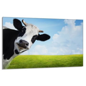 shumee Steklena zaščitna plošča za štedilnik 80x52 Cow