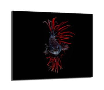 shumee Steklena zaščitna plošča za štedilnik 60x52 Fish