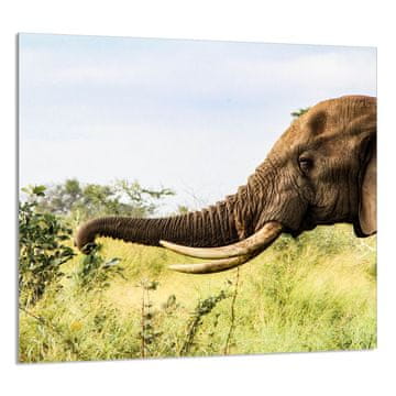 shumee STEKLENA PLOŠČA ZA KUHINJO 65x60 Elephant