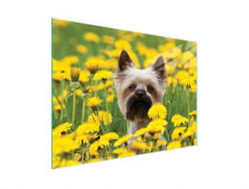 shumee STEKLENA DESKA ZA REZANJE 40x30 DOG