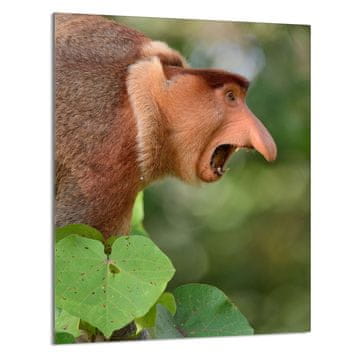 shumee STEKLENA DESKA ZA REZANJE 40x52 Proboscis