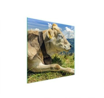 shumee STEKLENA ZAŠČITNA PLOŠČA ZA ŠTEDILNIK 50x52 COW