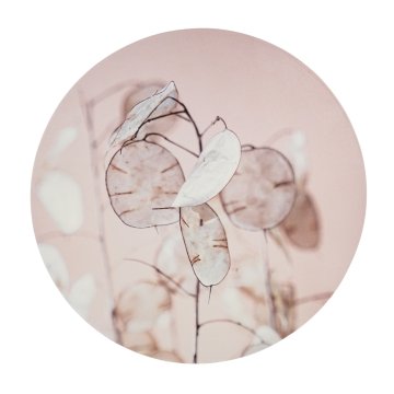 Ljubki dom Stenska dekoracija JUDOVA MEDALJA Ø 38 cm