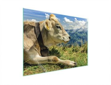 shumee STEKLENA ZAŠČITNA PLOŠČA ZA ŠTEDILNIK 70x52 COW
