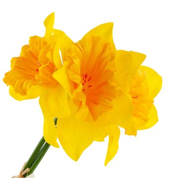 TOP GIFT CV21321-3 narcise šopek narcis umetno okrasno cvetje narcisa gumirana v šopku