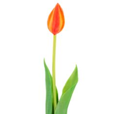 33 Enojni oranžni gumirani tulipan CV07588-8
