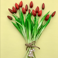 33 Enojni gumirani tulipan rdeč CV07588-10