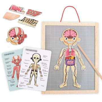 Mamabrum Magnetna tabla za učenje anatomije človeškega telesa - 74 sestavljank, leseni okvir, 29,8 x 39,6 cm, edukativna igrača od 3 let